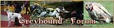 German Greyhound Forum